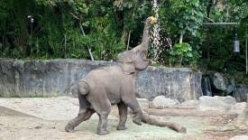 Animal Enrichment Programmes
